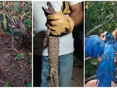 Il camaleonte trovato al parco, la lucertola velenosa nella Bassa Padovana, il pappagallo Dex sul Sile