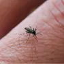 Aumenta la circolazione del virus West Nile