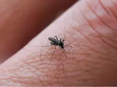 Aumenta la circolazione del virus West Nile