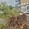 Un albero caduto per maltempo