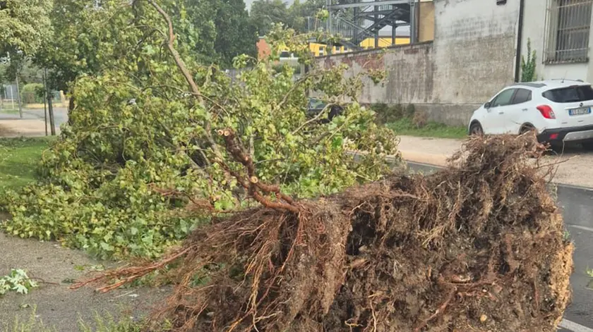 Un albero caduto per maltempo