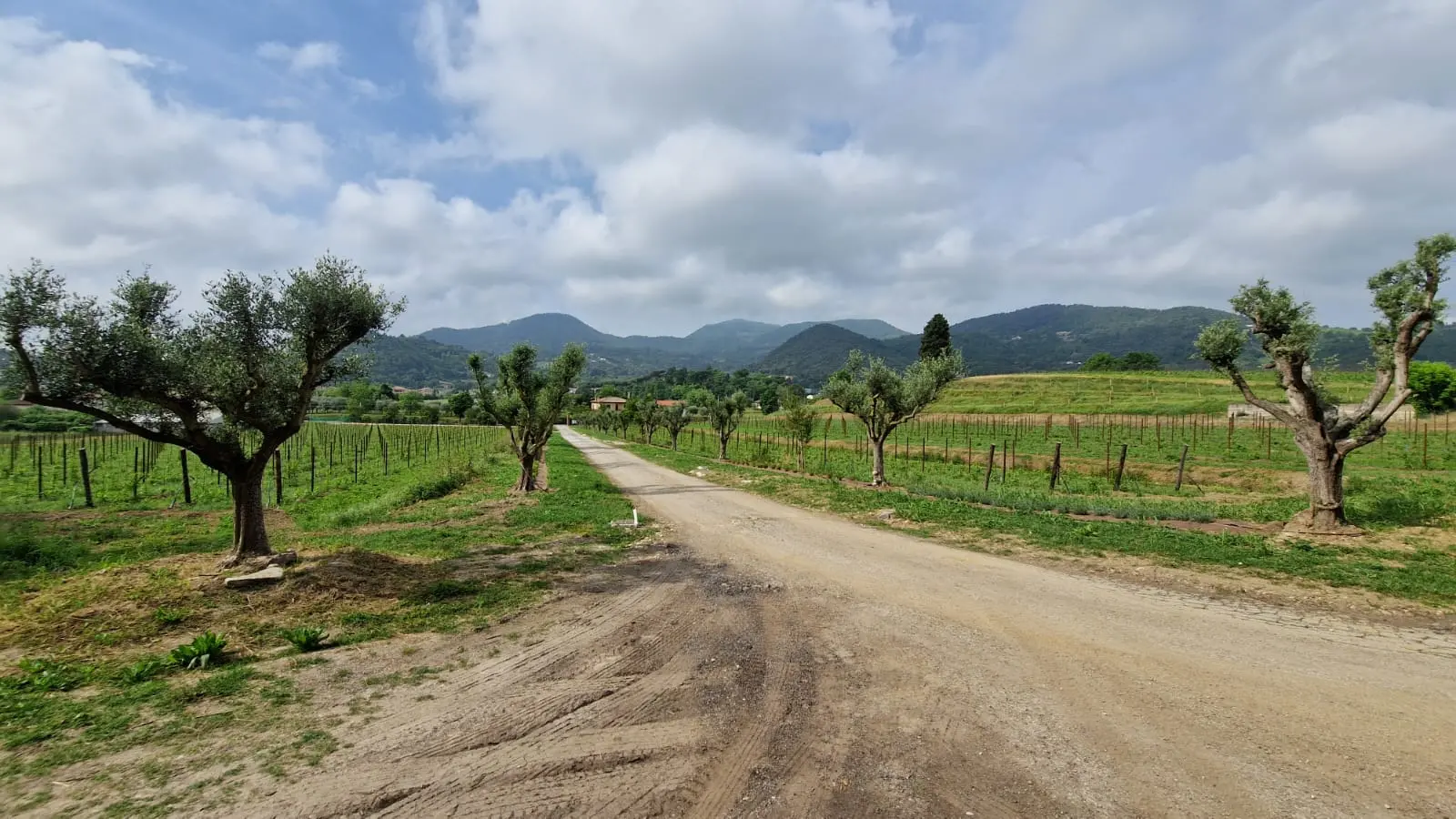 L'area dei vigneti e degli ulivi