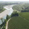 I filari di prosecco in pianura