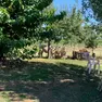 Alcuni tori avvistati a Rivignano Teor