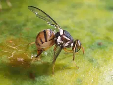 Mosca orientale della frutta, primo focolaio in Veneto
