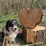 Super, il cane sbranato dai lupi