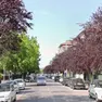 Via Carducci, dove è stato investito e ucciso l'84enne