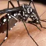 La febbre Dengue è trasmessa dalle zanzare
