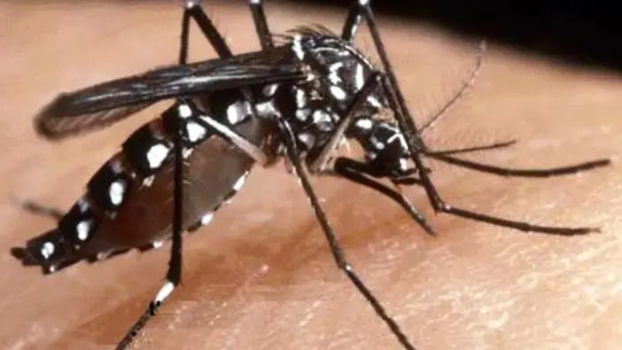 La febbre Dengue è trasmessa dalle zanzare