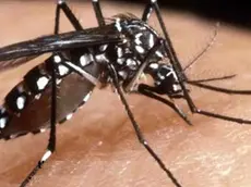 La febbre Dengue è trasmessa dalle zanzare