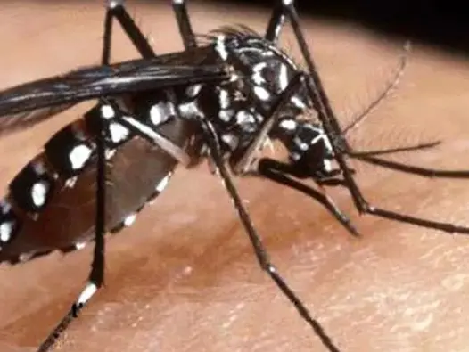 La febbre Dengue è trasmessa dalle zanzare