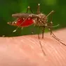 Aumentano i casi di West Nile in Veneto rispetto al 2025