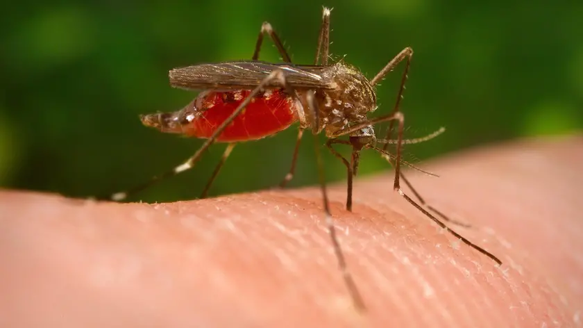 Aumentano i casi di West Nile in Veneto rispetto al 2025