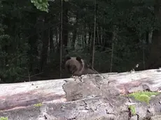 L’orso fotografato da Buttignon