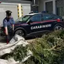 Parte della marijuana sequestrata dai carabinieri