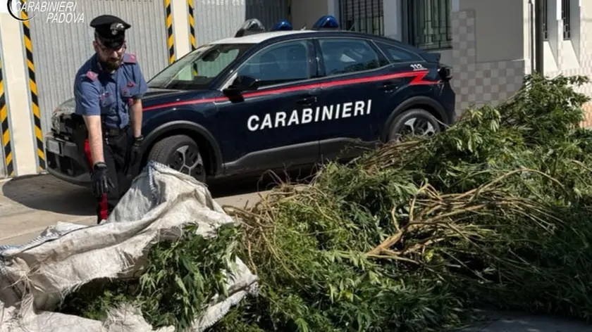 Parte della marijuana sequestrata dai carabinieri