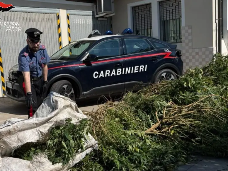 Parte della marijuana sequestrata dai carabinieri