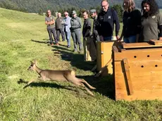 La liberazione in Cansiglio dei tre caprioli curati al Cras a Villa Zuppani di Villiago di Sedico