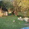 L’atto vandalico alla Madonnina del Bosco a Megliadino San Vitale