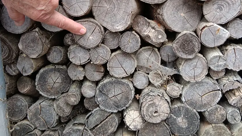 Il segno dei pallini contro la catasta di legno del giardino