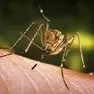 Due casi di Dengue nel Padovano