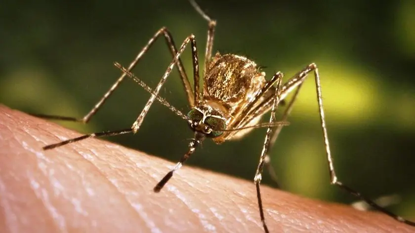 Due casi di Dengue nel Padovano