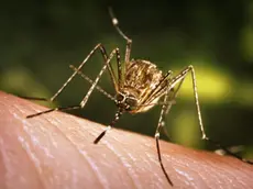 Due casi di Dengue nel Padovano
