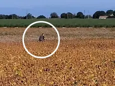 Il cacciatore