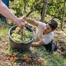 Vigneti sui Colli Euganei