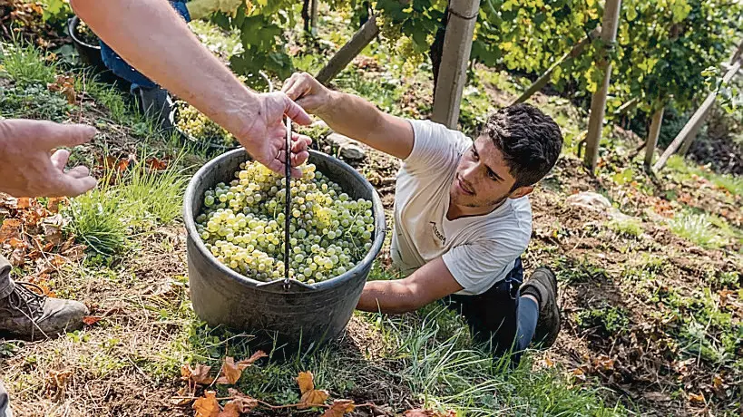 Vigneti sui Colli Euganei