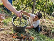 Vigneti sui Colli Euganei