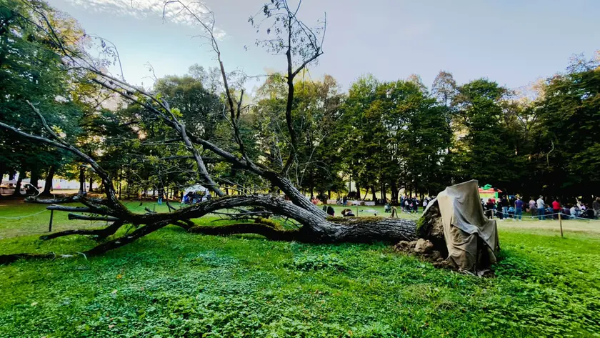 L’antico noce giace senza vita nel verde di Villa Contarini ( foto di Carlo Mion)