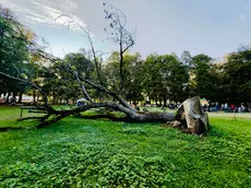 L’antico noce giace senza vita nel verde di Villa Contarini ( foto di Carlo Mion)