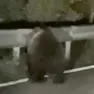 Un frame dell'orso avvistato