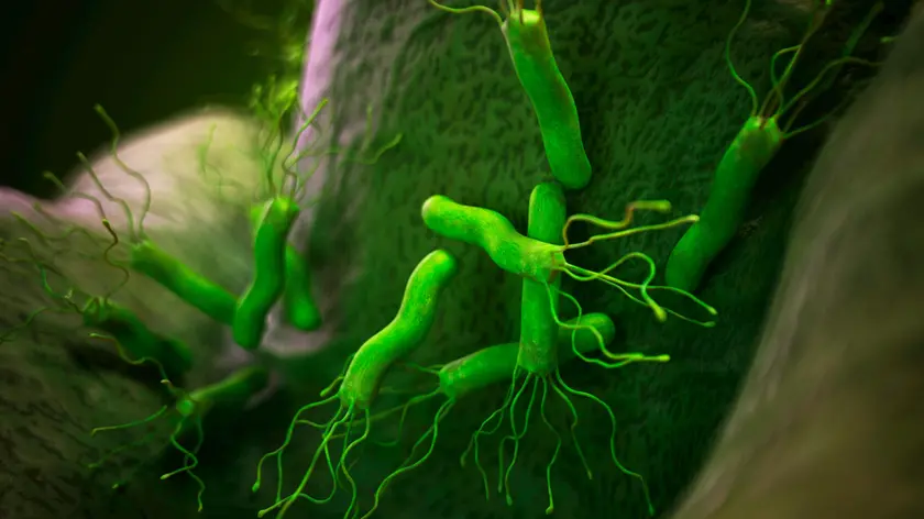 Una riproduzione dell'Helicobacter pylori (foto Agf)