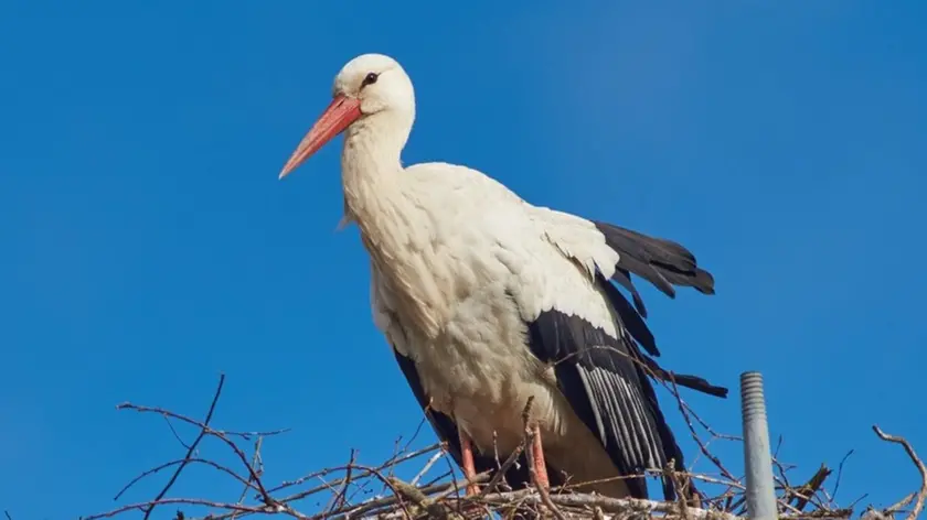 Il maschio vigila sul nido