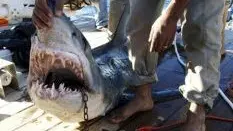 SHARM EL SHEIK. Uno degli squali catturati nel mar Rosso