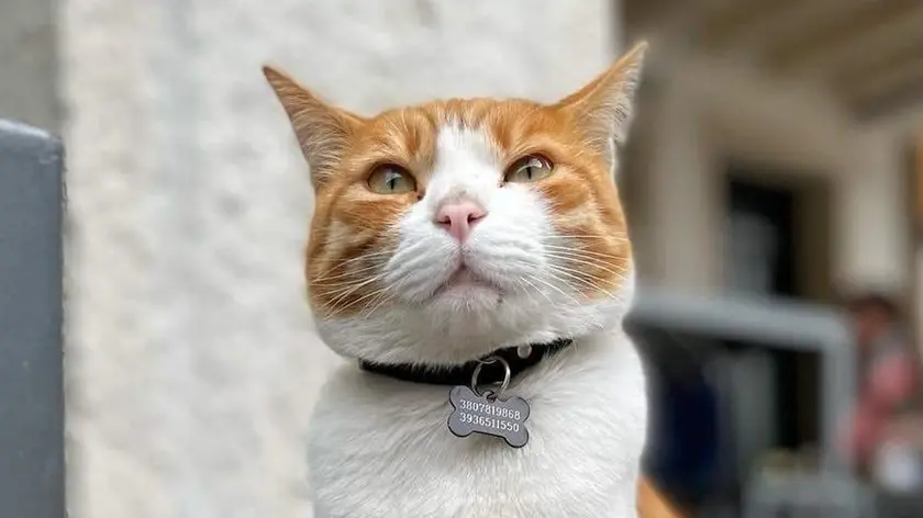 Il gatto Marcello, simbolo di Este, è stato investito da un'auto