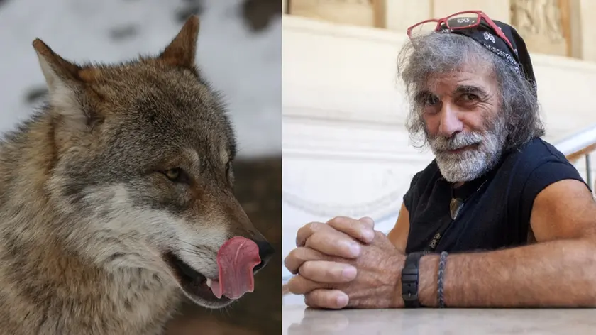 Un lupo fotografato sulle Dolomiti e lo scrittore e alpinista Mauro Corona