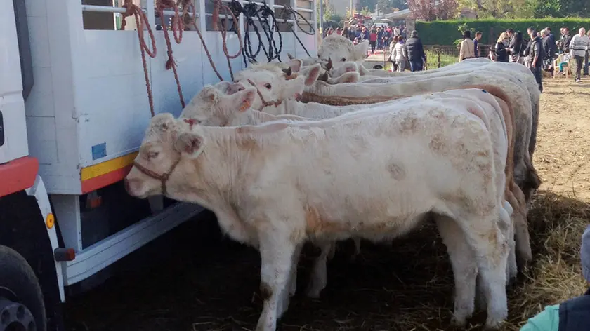 Monselice (PD), 01.11.2014 Fiera agricola di Ognissanti in via Piave ph. Zangirolami Nella foto: foto degli animalisti che provano il guinzaglio troppo corto