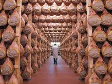 A worker checks in a special room where the Parma hams are hung to dry in Langhirano near Parma, October 13, 2009. Prosciutto di Parma can only be produced in a very restricted area of 29 sq km (11.2 sq mile) around the town of Parma in the region of Emilia Romagna, just north of Tuscany. Around 10 million hams are sold every year, of which about 2 million are exported, mainly to France, the United States and Germany, which each consume about 400,000 a year. To match Reuters Life! FOOD-ITALY/HAM REUTERS/Stefano Rellandini (ITALY FOOD SOCIETY IMAGES OF THE DAY)