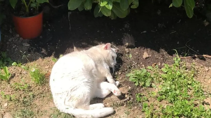 La gatta Birba dove è stato sepolto il gattino