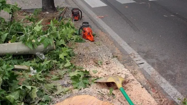 TREVISO 23/05/2005 TAGLIO ALBERI DI FRONTE IMPS taglio alberi di fronte all_imps