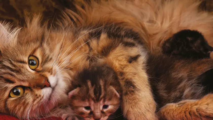 Un gatto Siberiano con i cuccioli: in edicola il libro per conoscere l'universo dei mici