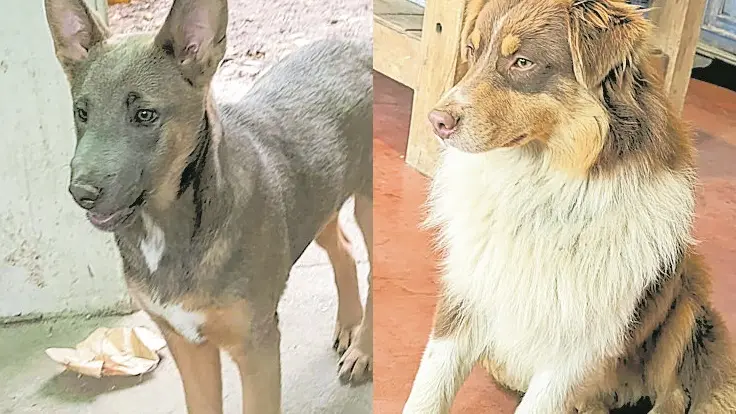 Laika, la lupacchiotta scomparsa, e a destra Moki, il cane ucciso