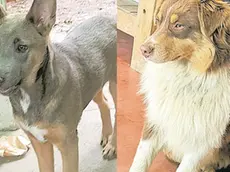 Laika, la lupacchiotta scomparsa, e a destra Moki, il cane ucciso