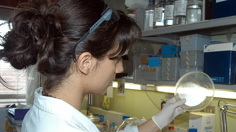 PD 23/05/03 G.M...DIPARTIMENTO MICROBIOLOGIA ISTOLOGIA E BIOTECNOLOGIE. UN TECNICO GUARDA DEI CLONI BATTERICI .. (CARRAI) INTERVISTA DELLA DOMENICA E FOTO ARCHIVIO
