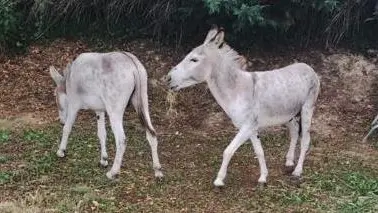 Gli asinelli del Monte Amiata, Pippo e Pipino