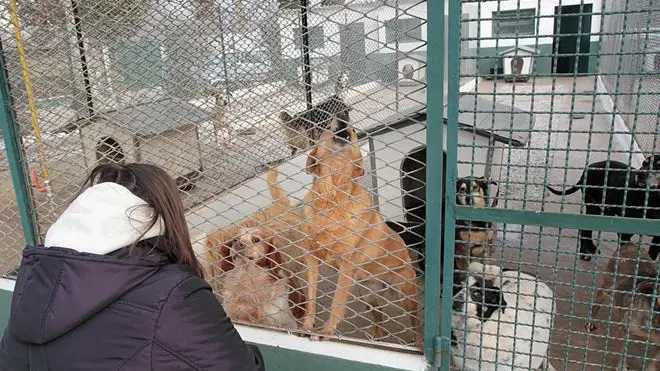 BELLUCO.CANILE DI RUBANO.sullo sfondo le casette riscaldate