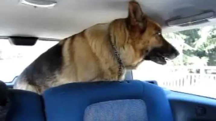 Un pastore tedesco in auto